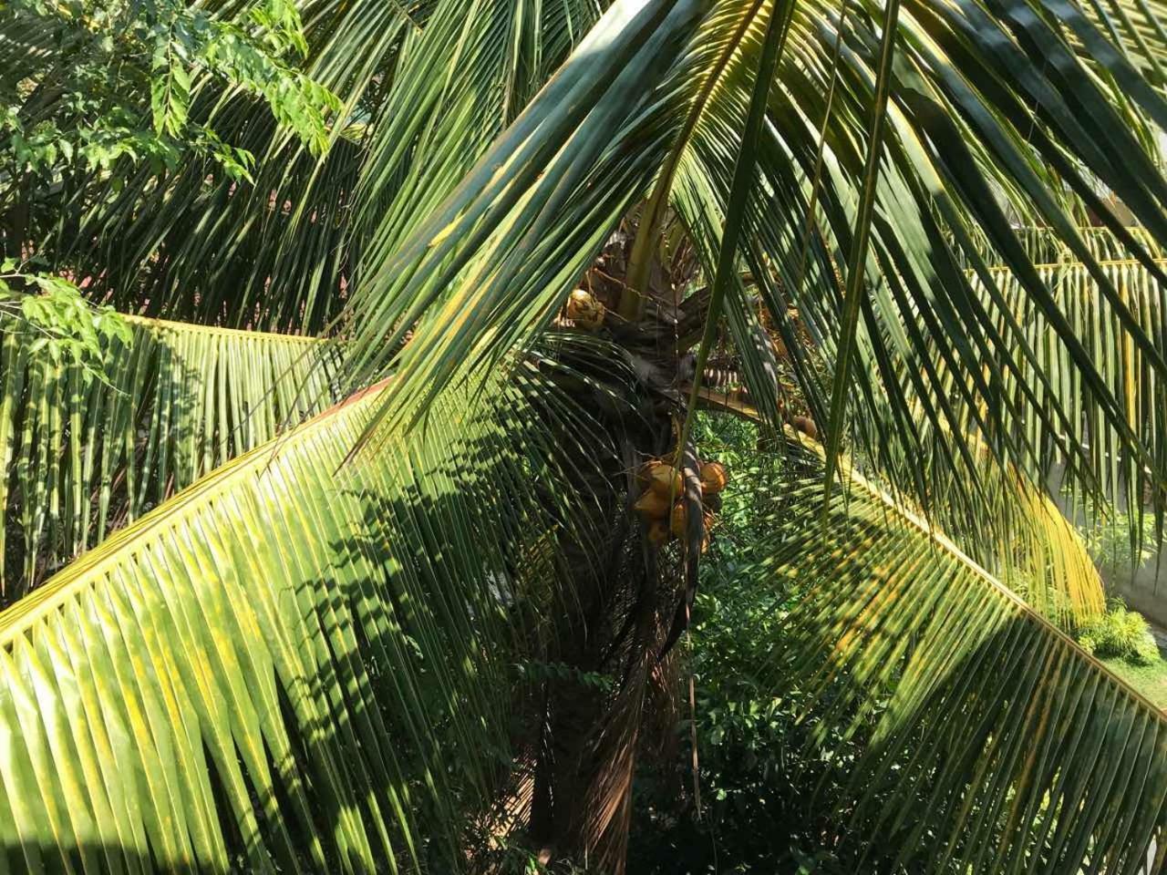 Suwani Pinnawala Homestay Exteriör bild